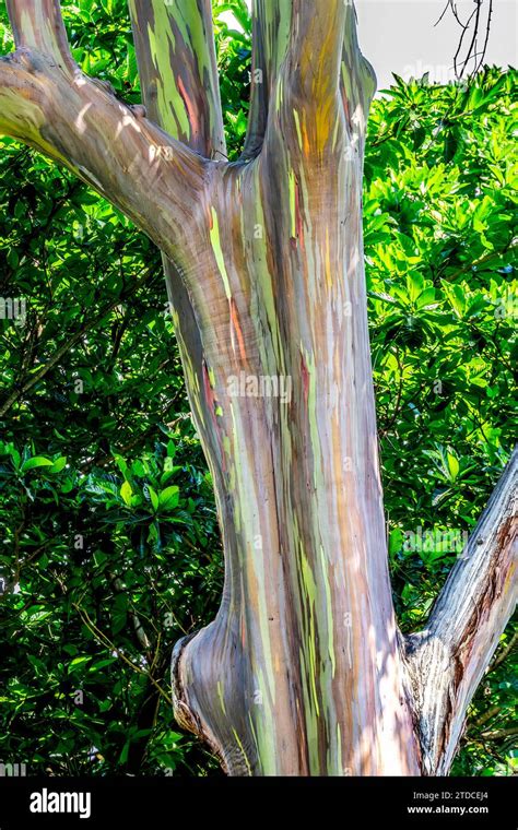 Colorful Multicolor Bark Rainbow Eucalyptus Gum Tree Eucalyptus