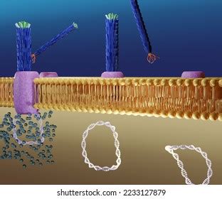 Life Cycle Bacteriophage: Over 12 Royalty-Free Licensable Stock ...