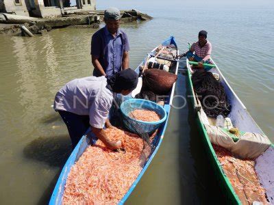 Udang Hasil Tangkapan Nelayan Palu Melimpah Antara Foto