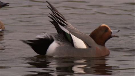 Bbc Two Autumnwatch 2010 Episode 8 The Sex Life Of Ducks