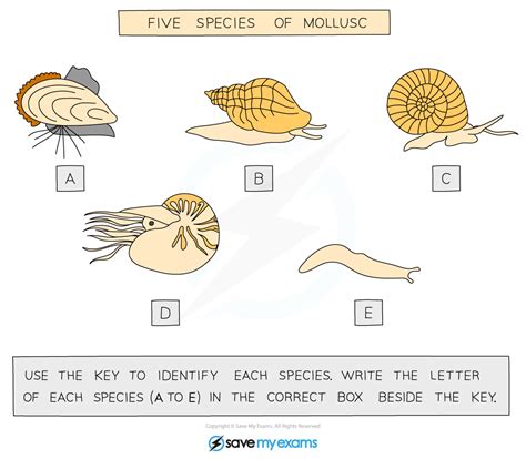 Dichotomous Keys Biology Notes For Igcse Hot Sex Picture