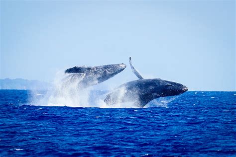 Maui Whale Watching Guide Humpback Whales In Hawaii