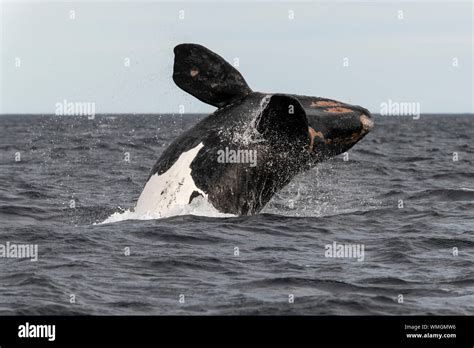 Blue whale breaching hi-res stock photography and images - Alamy