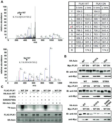 Identification Of Plk Phosphorylation Sites On Axin A Mass