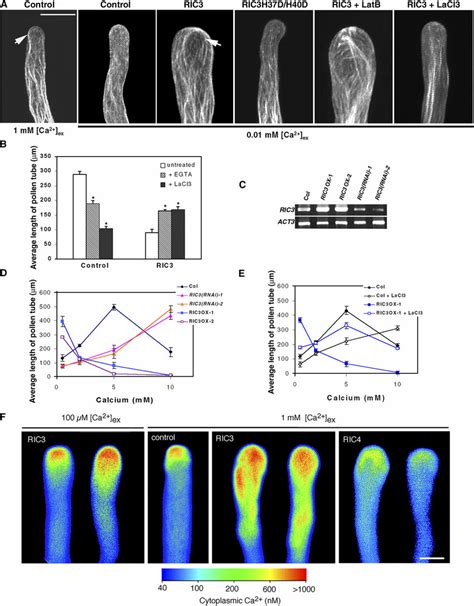 Ric Regulates Ca Signaling A Ric Ox Induced Actin Reorganization