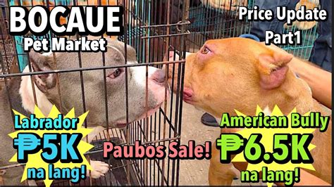 Bocaue Pet Market Part 1 January 20 2023 Bocaue Bulacan YouTube