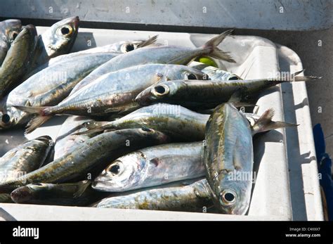 Jack fish at the Kingstown market, St. Vincent and The Grenadines Stock ...