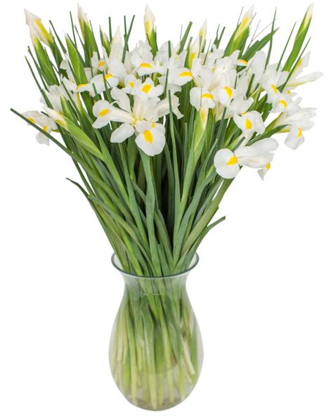 White Iris | Flowers by Flourish | Use code FBF10 for 10% DISCOUNT