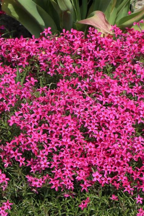 Buy Scarlet Flame Creeping Phlox Plants FREE SHIPPING 1 Gallon Size