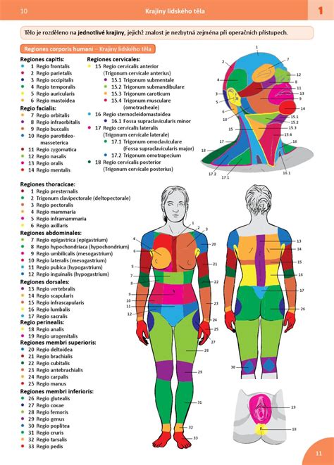 Memorix Anatomie By Radovan Hudak Issuu