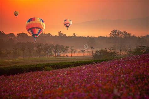 Cosmos Flower Field Scenery With Hot Air Balloons Floating In The Sky