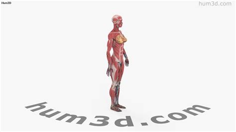 360 View Of Complete Female Anatomy 3d Model 3dmodels Store