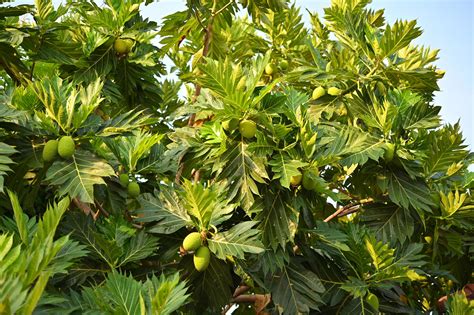 Samoan Breadfruit Tree