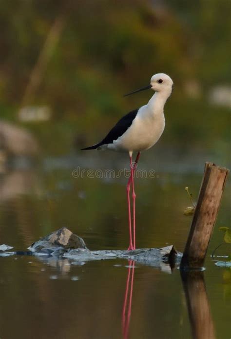 Black Winged Stilt Bird in Habitat Shot Stock Photo - Image of feathers ...