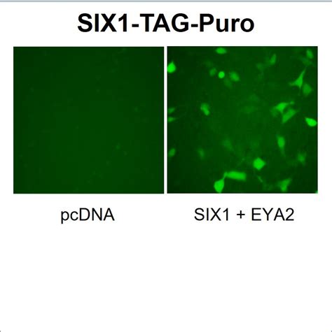 Six1 Reporter Lentivirus Lipexogen Biotech