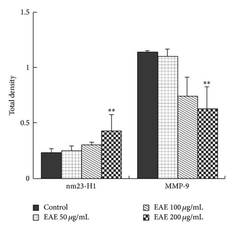 Mmp And Nm H Protein Expressions In Nude Mouse Xenografts