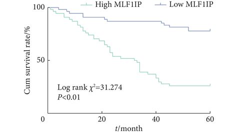 胃癌中mlf1ip表达的预后价值及其对肿瘤进展的调控作用