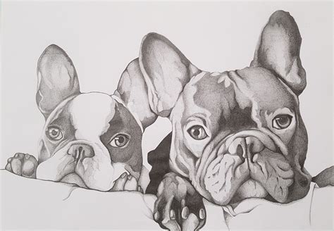 How To Draw A French Bulldog