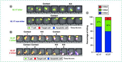 Heterogeneous Population Of Cytotoxic T Cells A The Micrographs Of A