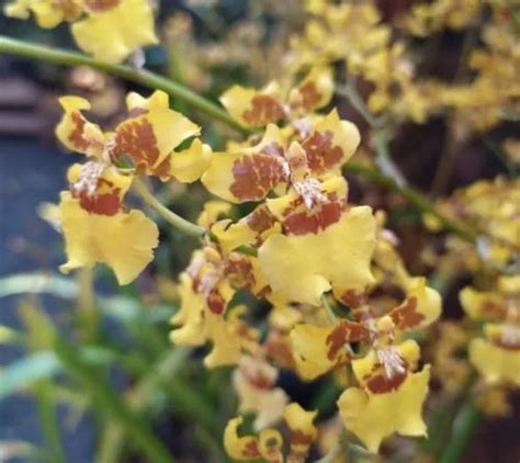 Orquidea Oncidium Sphacelatum Muda