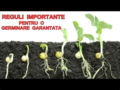 Reguli Importante Pentru O Germinare Corecta A Semintelor De Legume