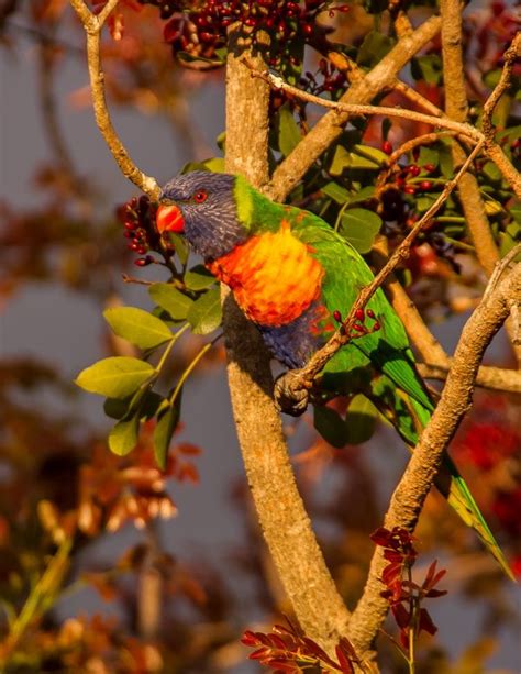 Free Images Nature Branch Bird Leaf Flower Wildlife Wild Green