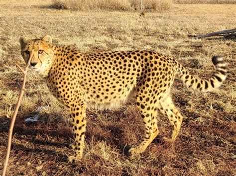 多摩動物公園 米国動物園からチーター受け入れ｜東京都