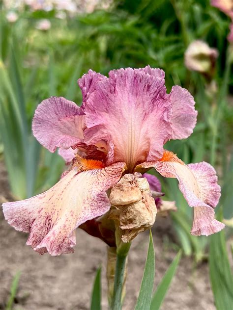 Rock Star Iris | Bloom Floral
