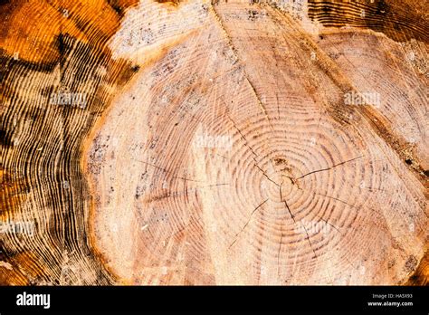 Querschnitt Der Ringe Auf Einem Baum Stockfotografie Alamy