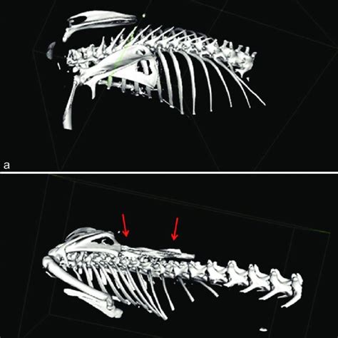 Three Dimensional Computed Tomography Volume Rendering Reconstruction