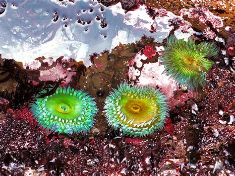 Sea Anemones Photograph by Artistic Photos - Pixels