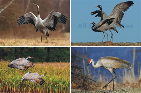 4 Types of Cranes in Michigan (ID Guide & Photos) 2024 - All Bird Species