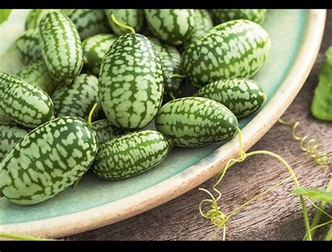 mouse melon cucamelon seed tiny melon tiny fruit  grow