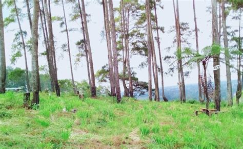 Pinus Hills Simarjarunjung Wisata Alam Hutan Pinus Di Puncak