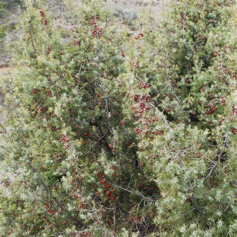 Juniperus communis Va de Árboles