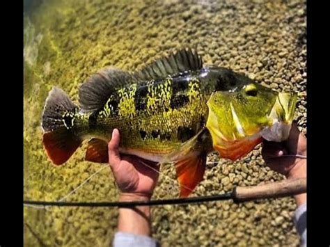 South Florida Urban Peacock Bass On Fly Camping Alley