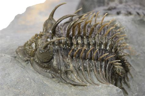 Spiny Comura Trilobite With Hollardops Ofaten Morocco For