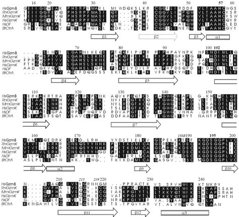 The Crystal Structure Of Human Pro Granzyme K Reveals A Rigid