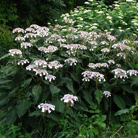 Hydrangea aspera Goldrush Hortensia à feuillage doré et fleurs lavande