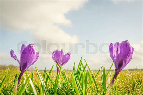 Krokus blomster på en eng Stock foto Colourbox