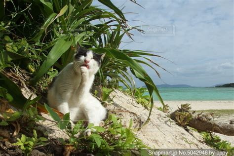 南国の海辺でくつろぐのら猫の写真・画像素材 5042946 Snapmart（スナップマート）