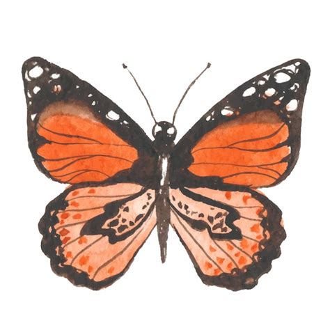 Vektor Aquarell Gemalter Schmetterling Handgezeichnete Designelemente