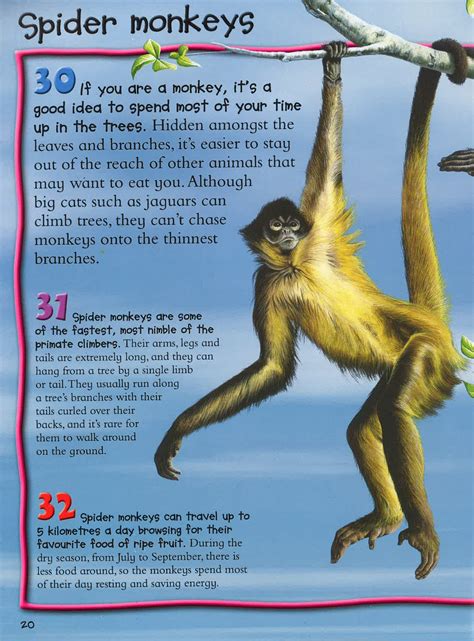 100 Facts: Monkeys And Apes – BookXcess