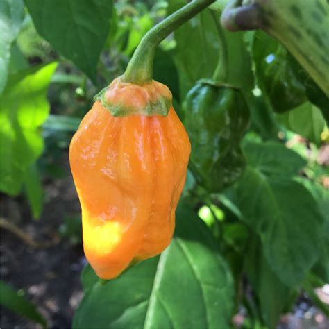 Orange Bubblegum Bhut Jolokia Pepper Seeds Tyler Farms