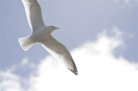 Flying Sea Gull stock photo. Image of outdoor, freedom - 39609914