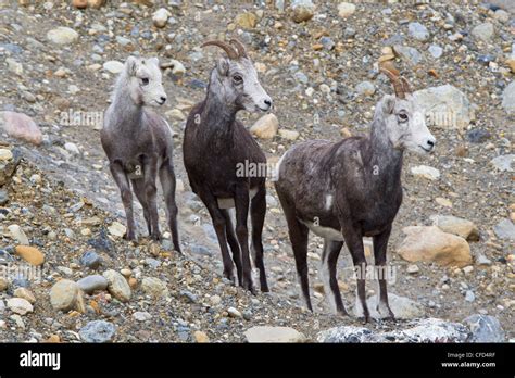 Stone Sheep Ovis Dalli Stonei Lamb And Ewes Muncho Lake Provincial