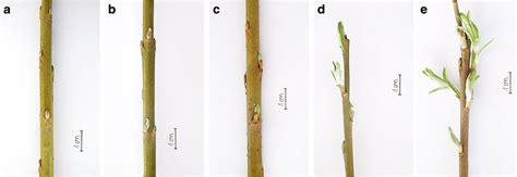 The Scale Of Bud Burst Developmental Stages Of Willow Shoots Lower