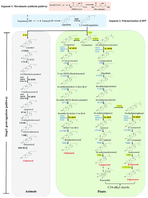 Biosynthesis Pathways Of Plant Sterols Enzymes Of The Plant Sterols Download Scientific