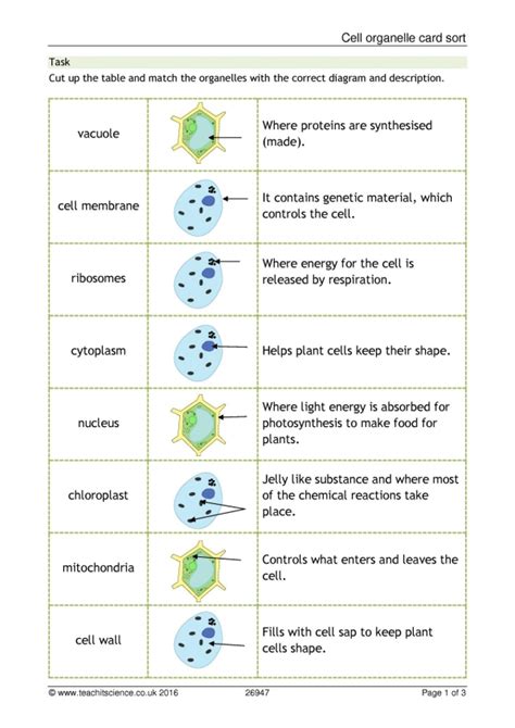 Captivating Cell Membrane Activities Teaching Expertise