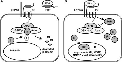 Simplified Diagram Of The Wnt Signaling Pathway A In The Absence Of